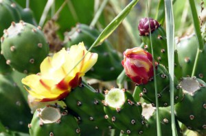 catusbloem